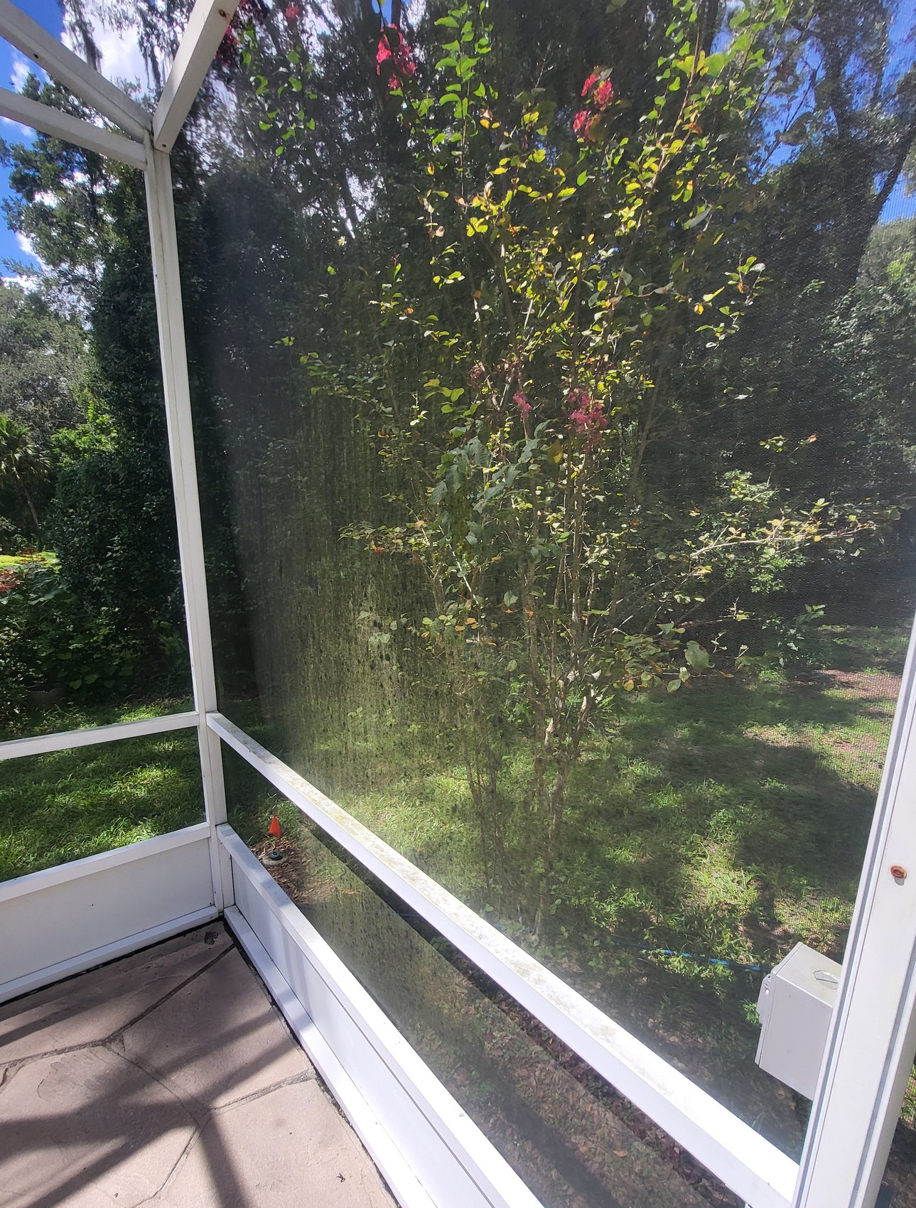 Screen enclosure before — heavy green algae on lanai screen